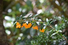 Berberis trigona