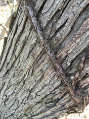 Toxicodendron radicans negundo