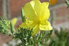 Oenothera grandis