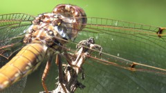 Orthemis nodiplaga
