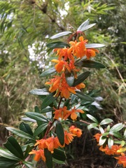 Berberis trigona