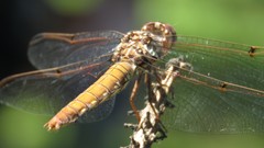 Orthemis nodiplaga