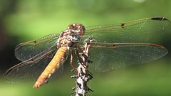 Orthemis nodiplaga