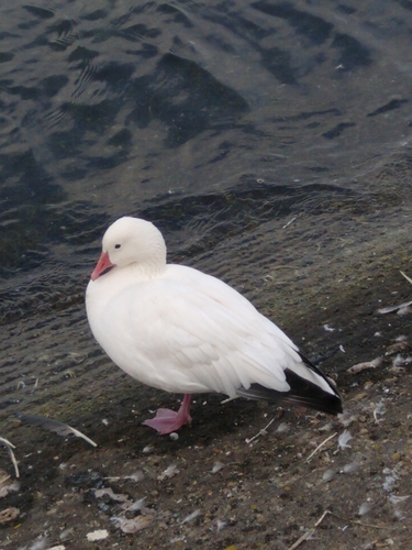 Ánsar nival (Anser caerulescens)
