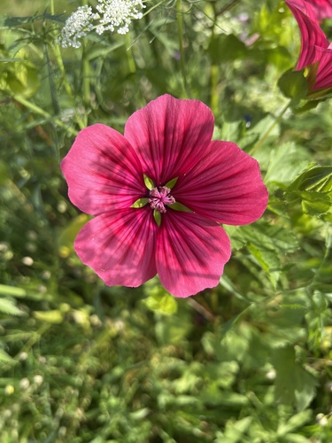 Mallow-wort (Malope trifida)