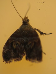 Choreutis emplecta