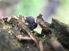 Resupinatus trichotis