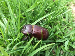 Heterogomphus bourcieri