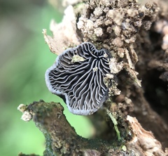 Resupinatus trichotis