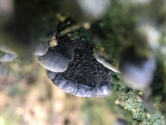 Resupinatus trichotis