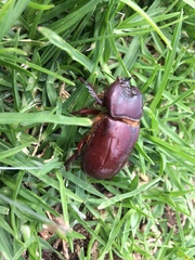 Heterogomphus bourcieri