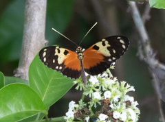Heliconius hecale melicerta