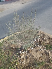 Leucophyllum frutescens