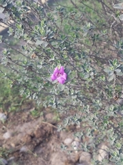 Leucophyllum frutescens