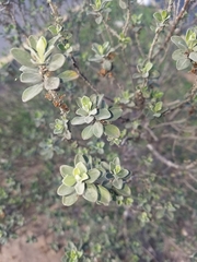 Leucophyllum frutescens