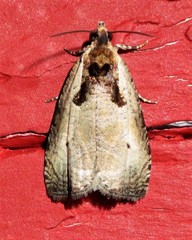 Olethreutes punctanum