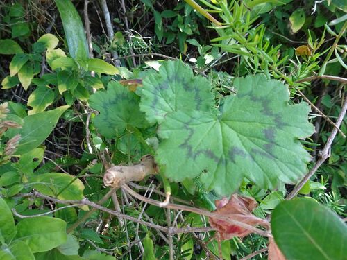 Image of Horseshoe Geranium (Pelargonium zonale) by (c) Thomas Koffel, some rights reserved (CC BY)