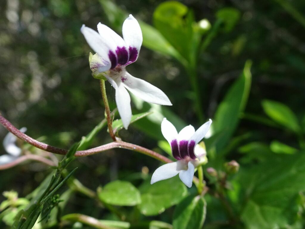 Baroe Bush Baroe from Hoekwil, Wilderness, 6538, South Africa on September 20 ...