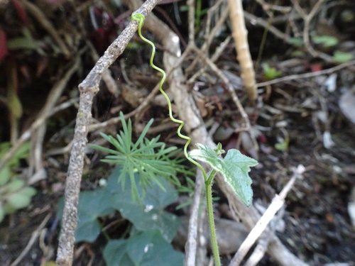 Image of Kedrostis nana by (c) Thomas Koffel, some rights reserved (CC BY)