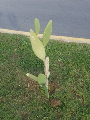 Opuntia