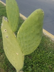 Opuntia