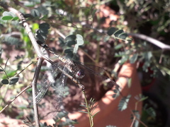 Micrathyria longifasciata