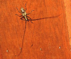 Epepeotes vestigialis