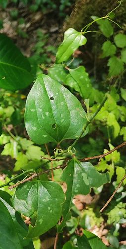 Larger Smilax