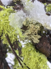 Vulpicida canadensis