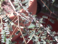 Micrathyria longifasciata