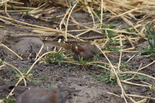 Swahili Sparrow (Passer suahelicus), photo 9
