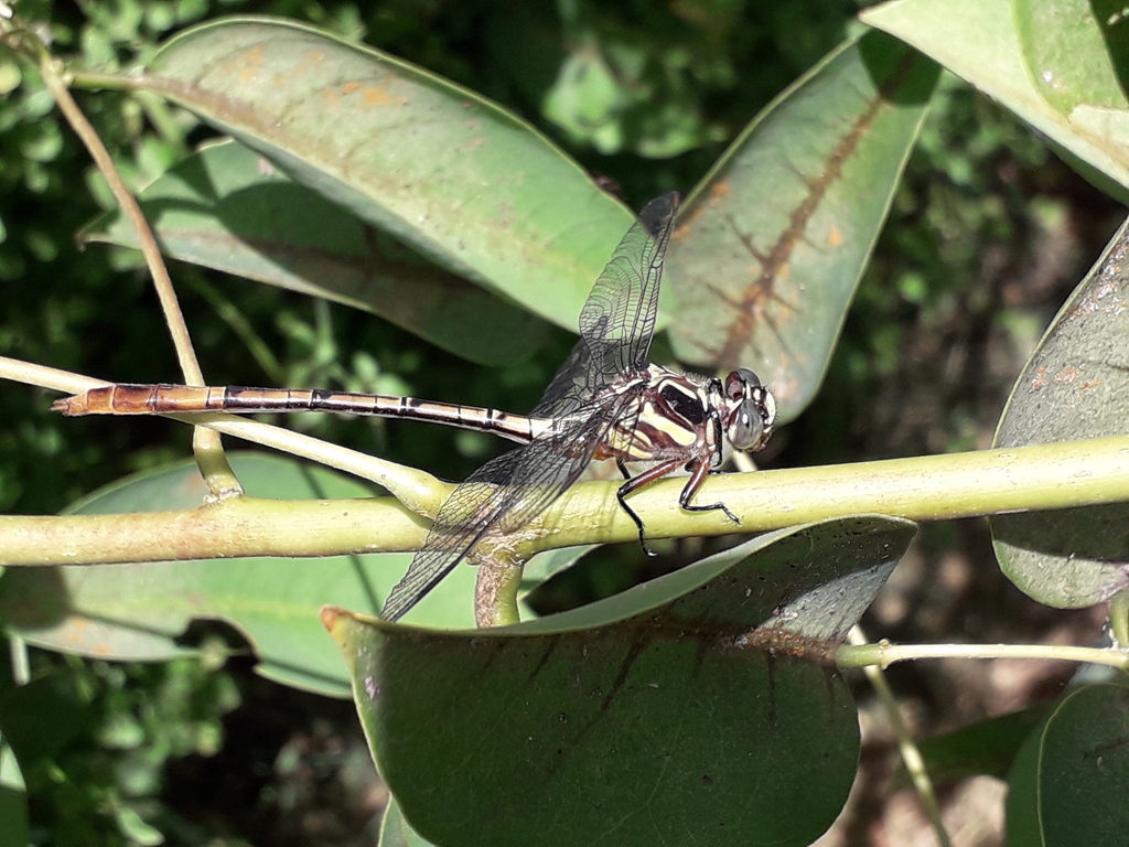 Aphylla distinguenda