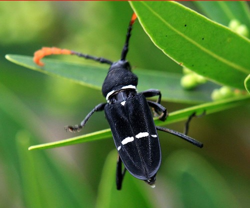 Euryarthrum carinatum