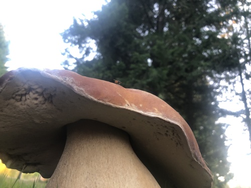 Boletus edulis