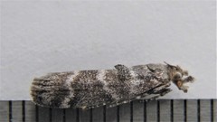 Ortholepis pasadamia