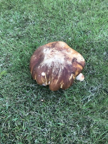 Boletus edulis (Photo 3 of 4)