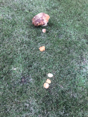 Boletus edulis (Photo 4 of 4)