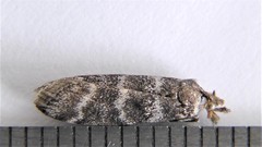 Ortholepis pasadamia