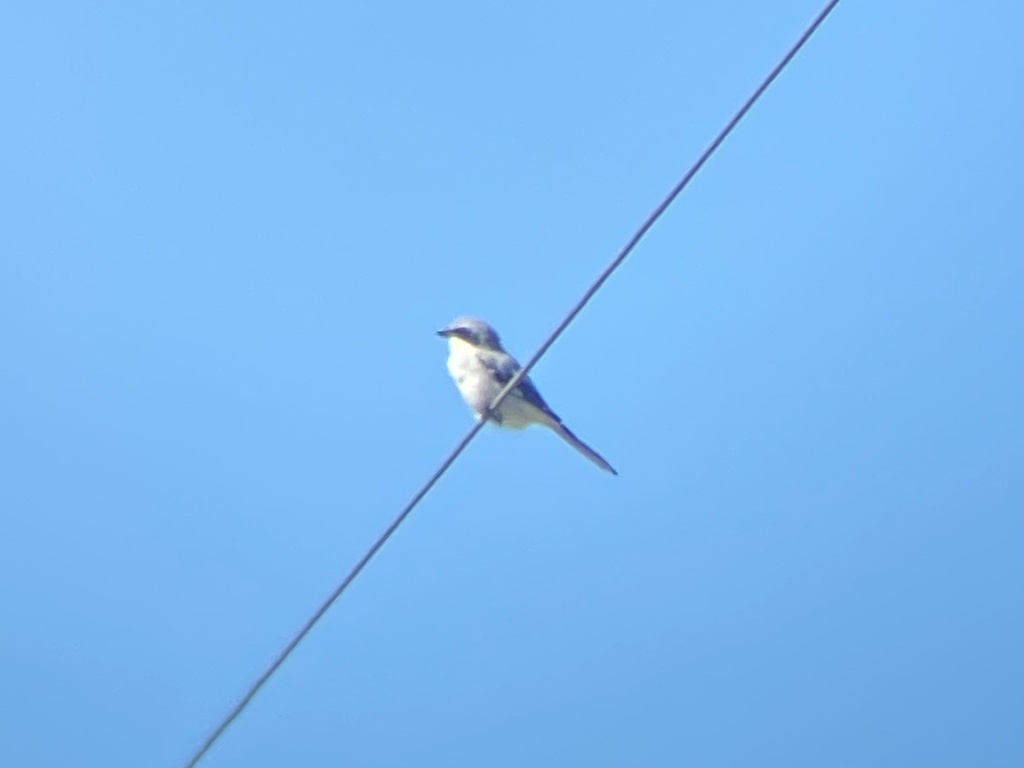 Migrant loggerhead shrike