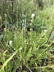 Plagiobothrys gracilis