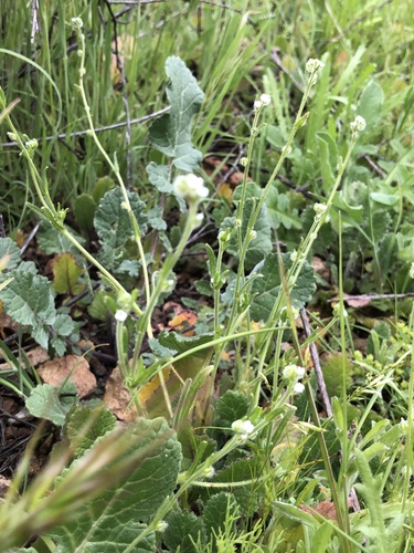 Graceful Popcornflower (Plagiobothrys gracilis)