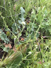 Plagiobothrys gracilis