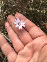 Pinguicula planifolia