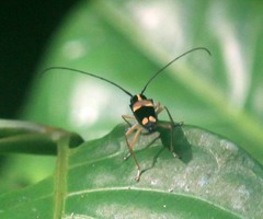 Glenea anticepunctata