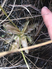 Pinguicula planifolia