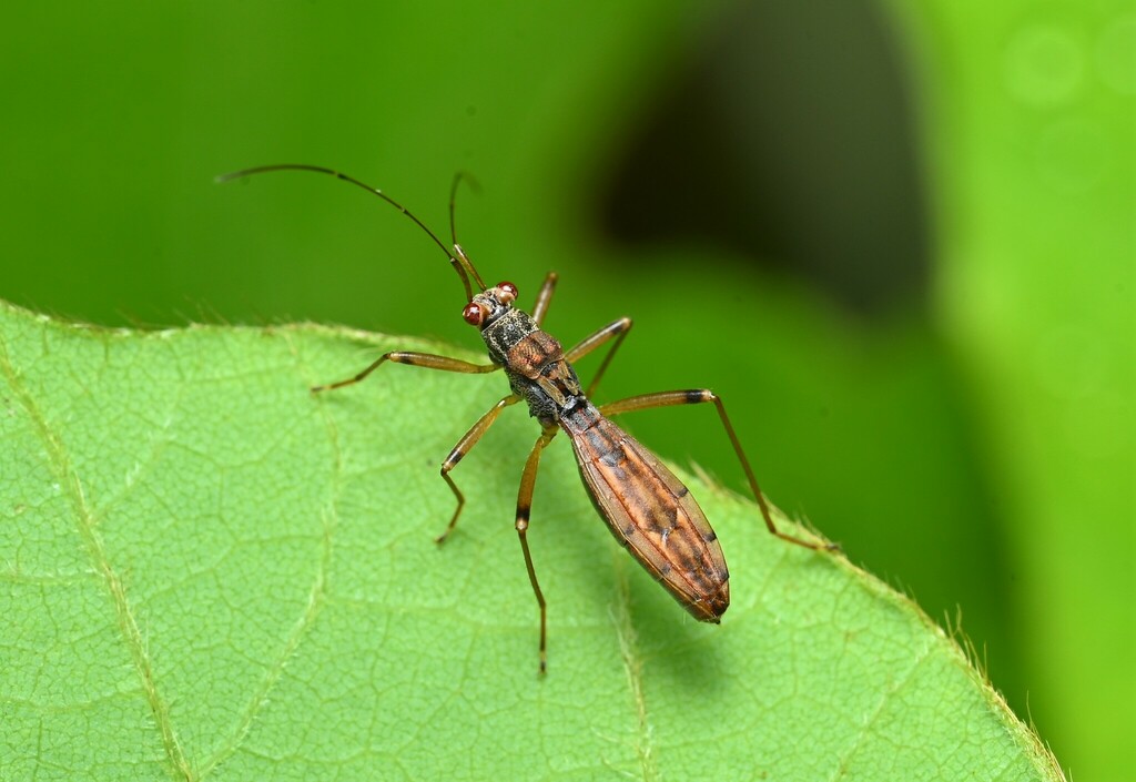 Colobathristidae from 中国浙江省杭州市临安区 on September 16, 2023 at 11:20 AM by ...