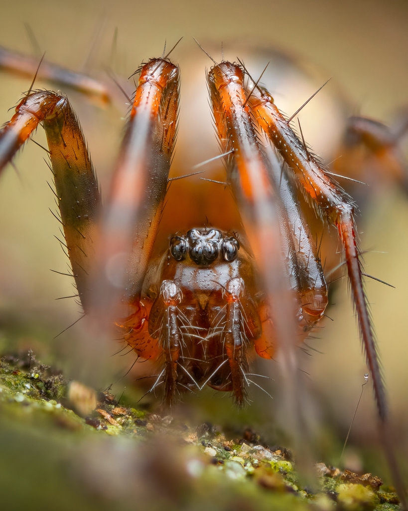 Micronetinae