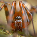 Lepthyphantes - Photo (c) Alexis,  זכויות יוצרים חלקיות (CC BY), הועלה על ידי Alexis