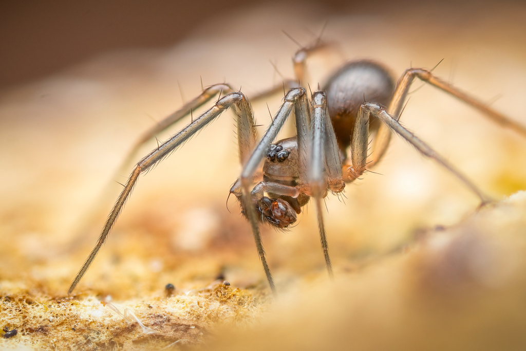 Centromerus from Bezirk SteglitzZehlendorf, Berlin, Deutschland on