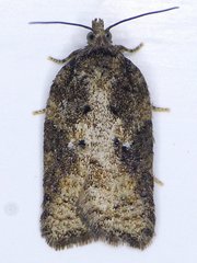Acleris fuscana